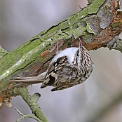 Eurasian Treecreeper  "Certhia familiaris"